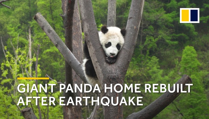 Panda home rebuilt after earthquake | South China Morning Post Panda home rebuilt after earthquake | South China Morning Post