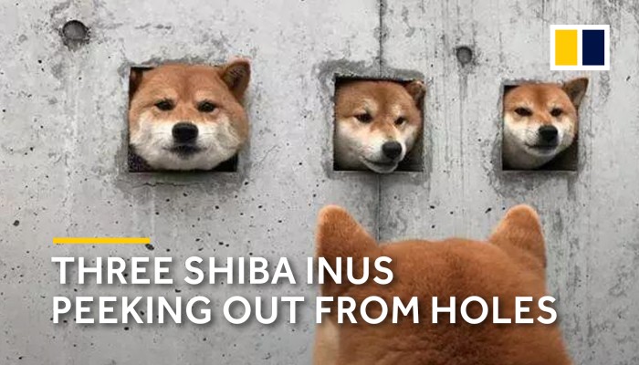 Three deals shiba inus