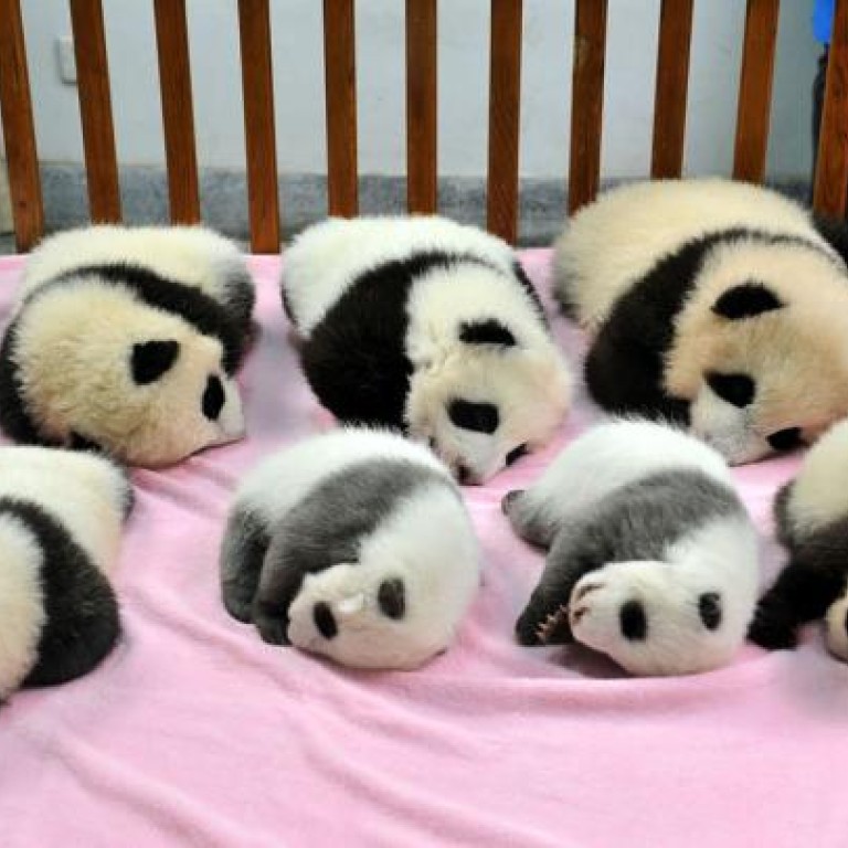 panda predators