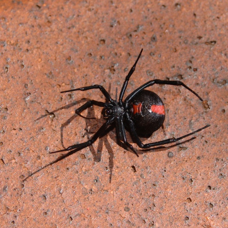 Venomous redback spiders zero in on Tokyo South China Venomous redback spiders zero in on Tokyo South China