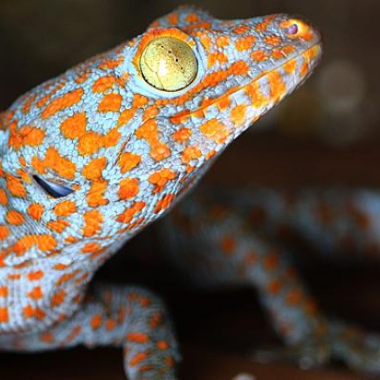 Tokay gecko populations decline due to overhunting, say activists ...