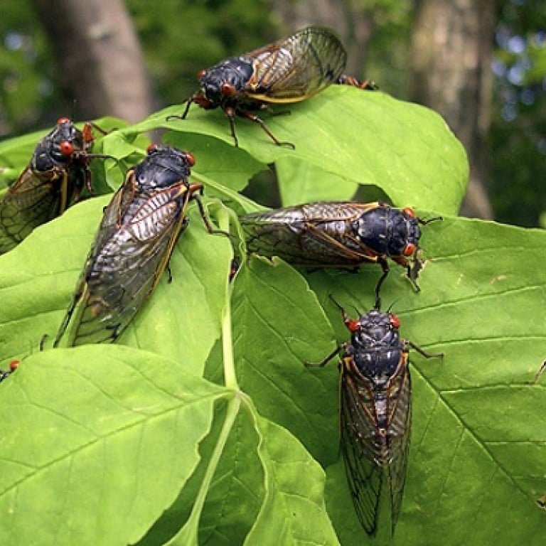 Cicadas set to swarm US as breeding cycle begins South China Morning Post