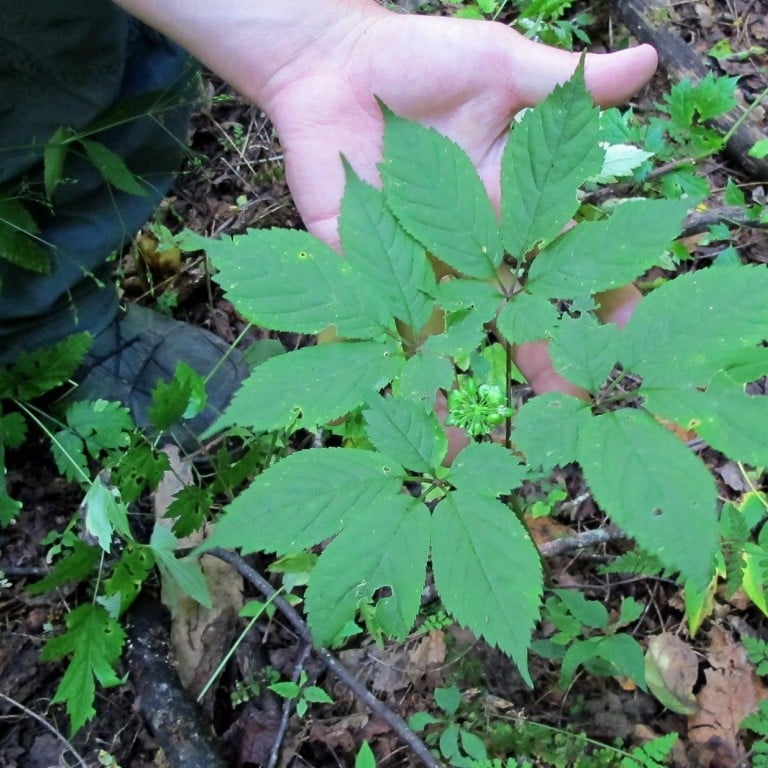 Rooting out ginseng poachers in US national parks South China Morning