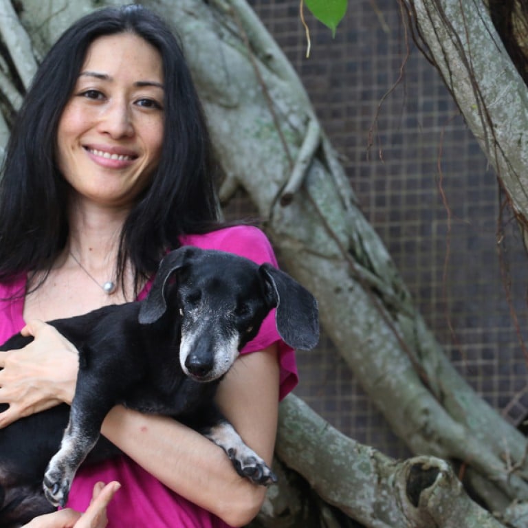 petsafe fence collar