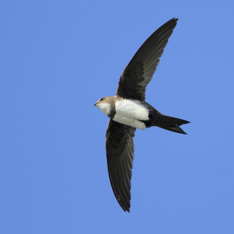 Alpine swifts fly for six months at a time, study finds | South China ...