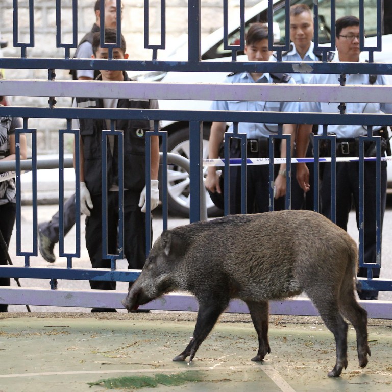 Wild boar visit closes Causeway Bay playground South China Morning Post