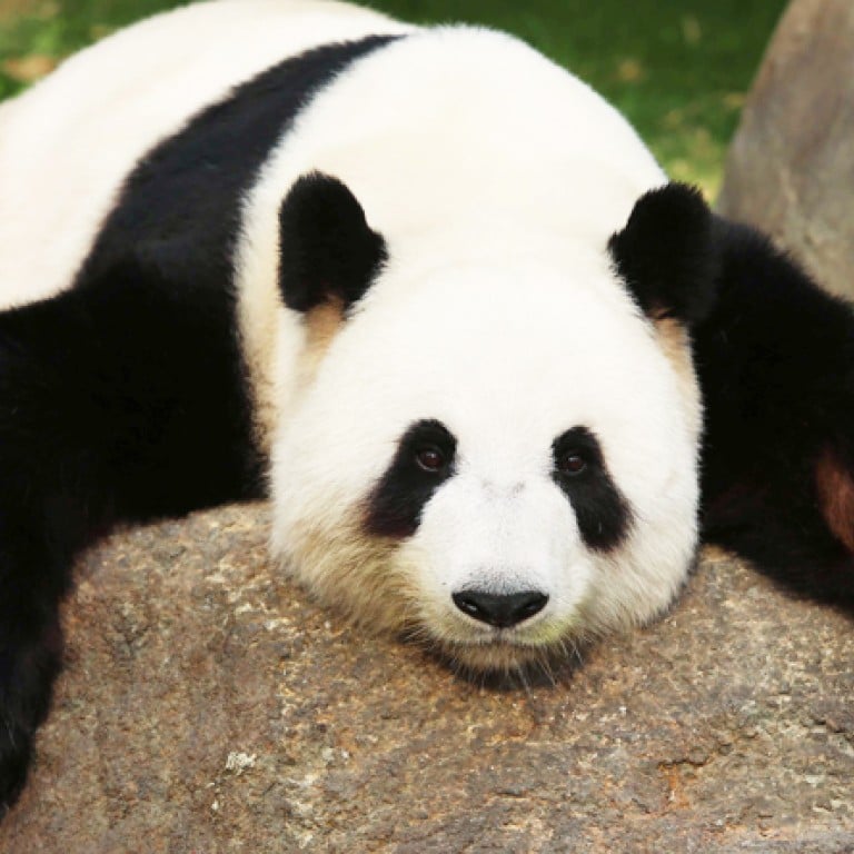 Still no cub for Ocean Park's panda Ying Ying South China Morning Post