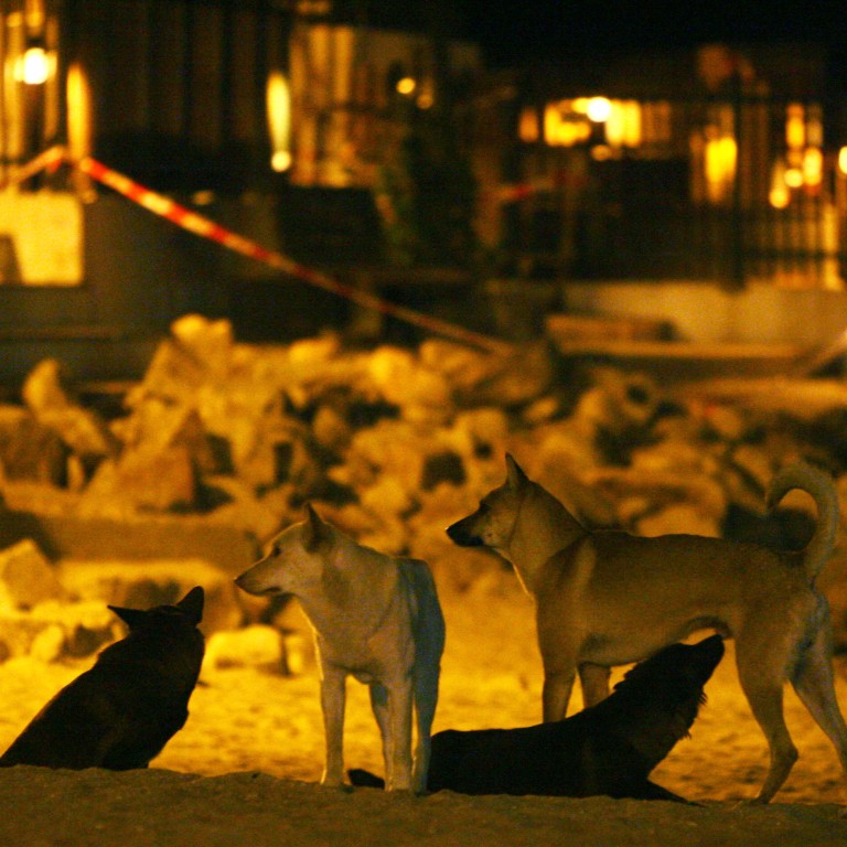 what to do with a stray dog at night