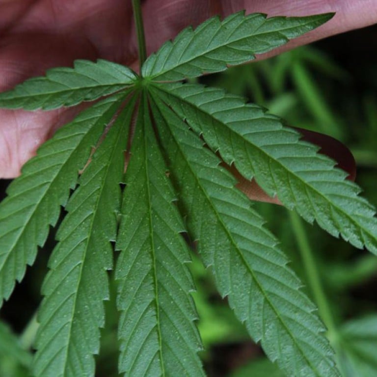 Japanese drug smugglers use online shoppers as mules South China