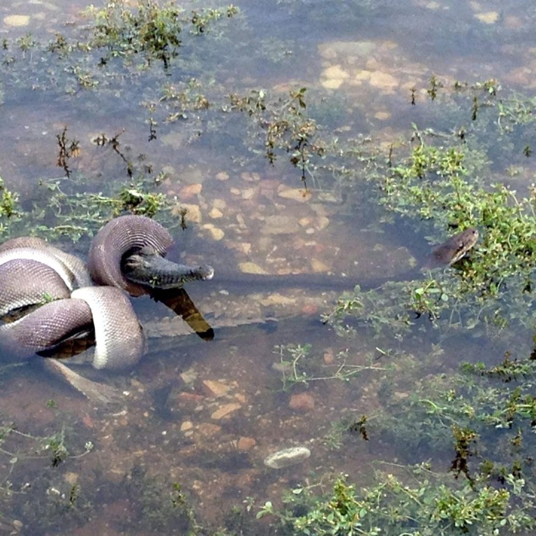 Snake vs crocodile! Huge python gobbles down reptile after hours-long