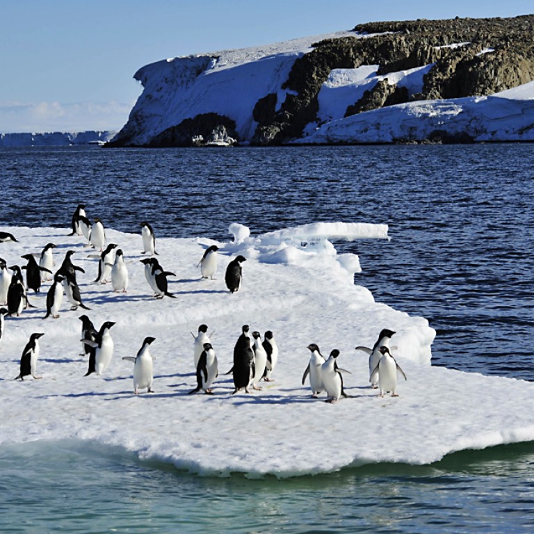 Global Warming Sees Predator Gulls Thrive And Pose Threat To Penguins ...