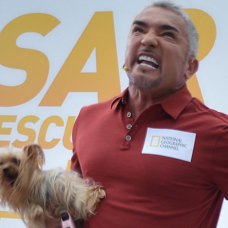 cesar millan's leader of the pack