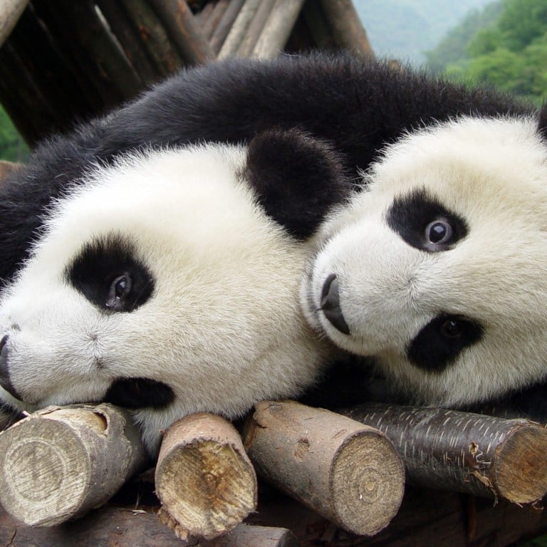 Baby pandas to predict World Cup games as China's answer to Paul the ...