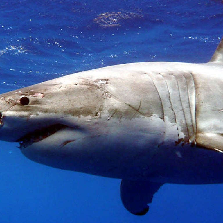 Great white shark population growing, new US analysis of data finds