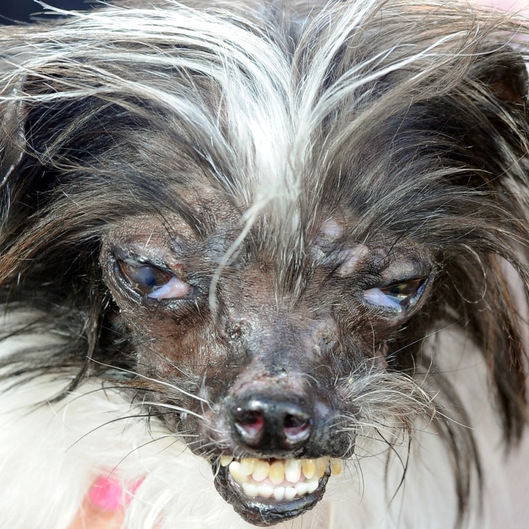 A Face Only A Mother Could Love Peanut Wins World S Ugliest Dog Title South China Morning Post