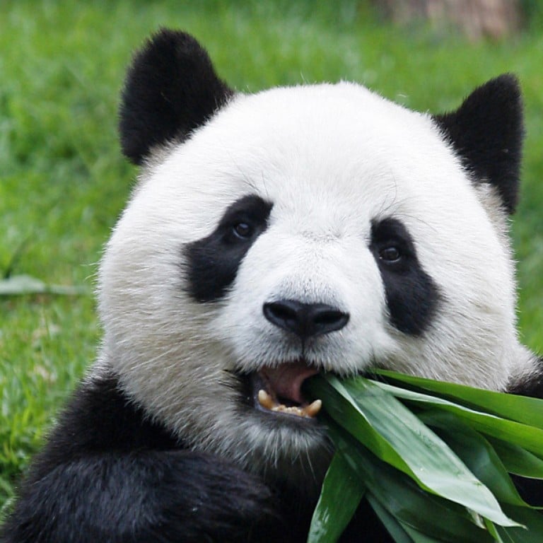 Macau’s giant panda Sam Sam dies of kidney failure, aged 5 | South ...