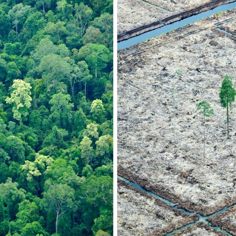 Indonesia now beats Brazil in yearly forest destruction, scientists say ...