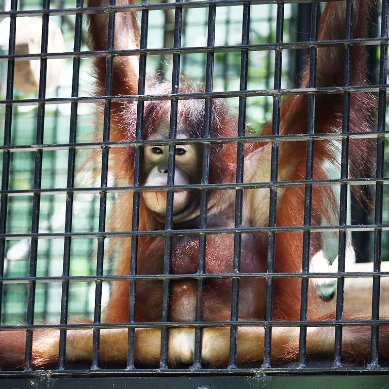 animals in small cages