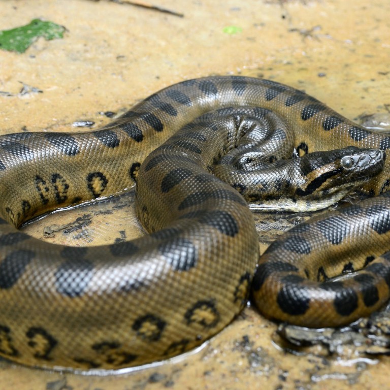 Michael DeGolyer explains the anaconda strategy | South China Morning Post