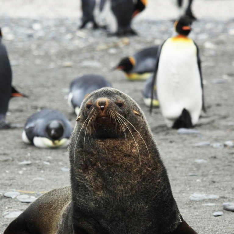 Why some Antarctic fur seals try to mate with king penguins | South