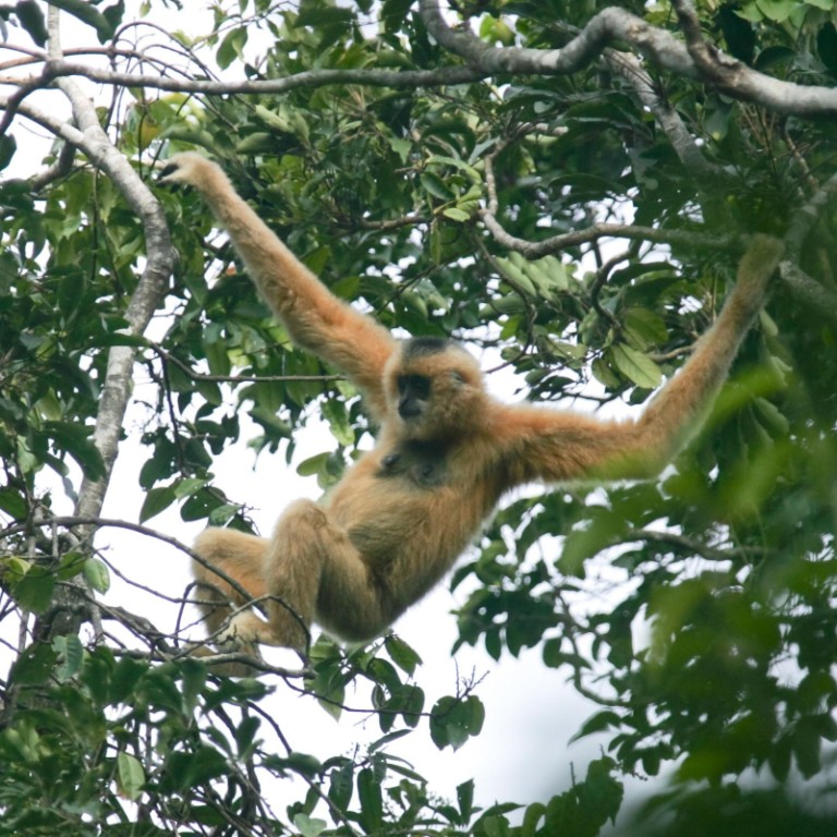 Scientists press China for action plan to save Hainan gibbons from