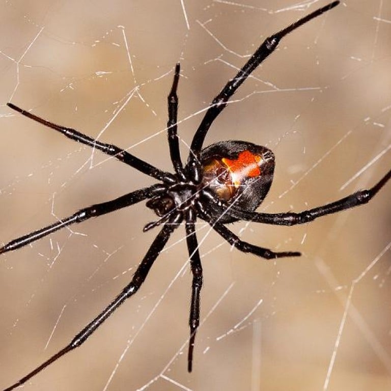 Around The Nation Aussie Redback Spider Stowaway Found At Guangdong Port South China Morning Post