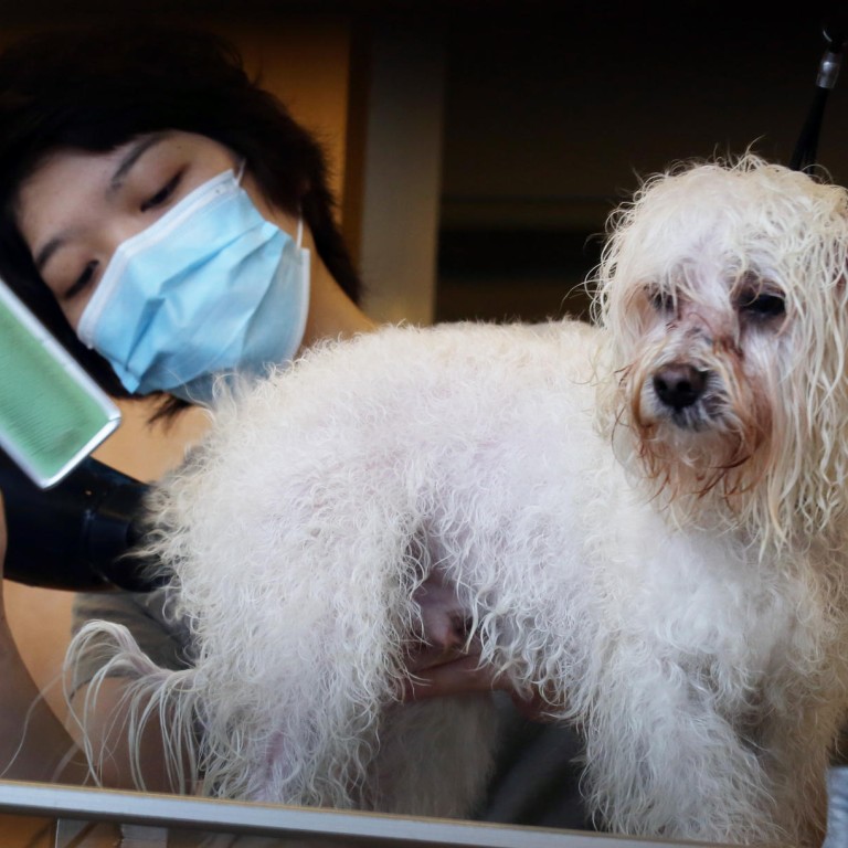 Hong Kong pet grooming, cremation services get a mauling from consumers