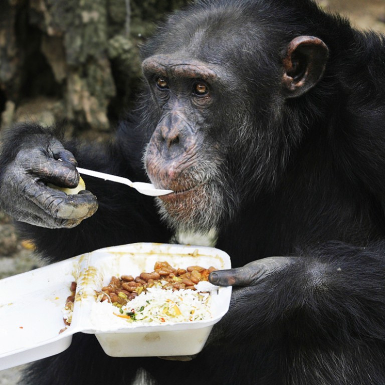 Chimpanzees given human rights by US court | South China Morning Post