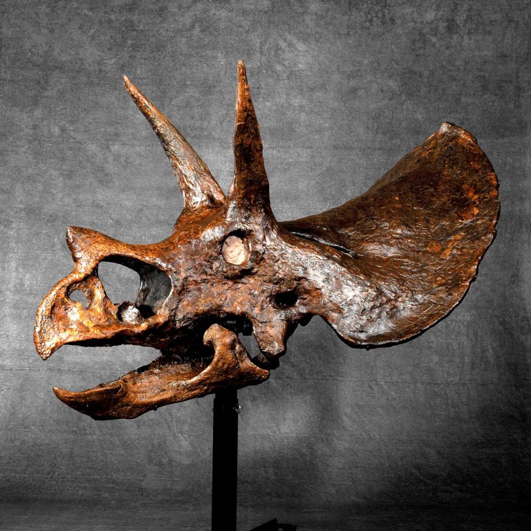 Yours for US$1.8m or more: 'world's biggest dinosaur' skull on sale in Hong Kong | South China
