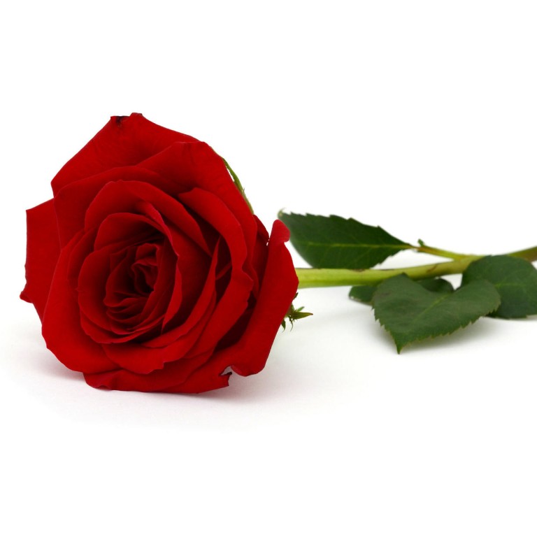 Cooking with roses gives food mysterious, exotic notes South China