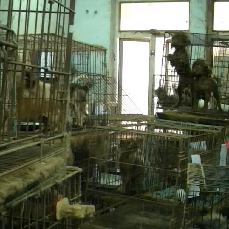 Hong Kong's cruel 'puppy mills' breeding dogs like factory must end
