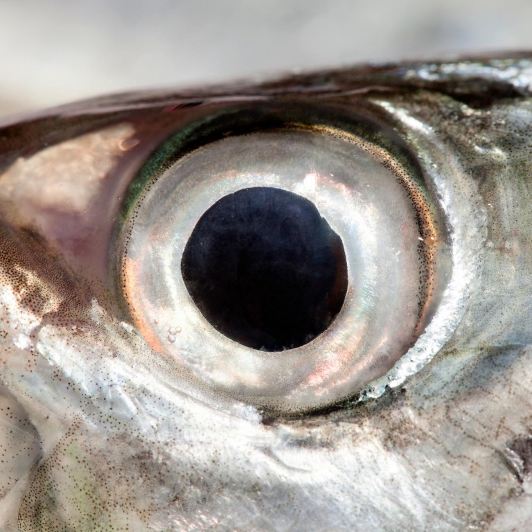 It S A Myth You Won T See Better By Eating Fish Eyes South China Morning Post It S A Myth You Won T See Better By Eating Fish Eyes South China Morning Post