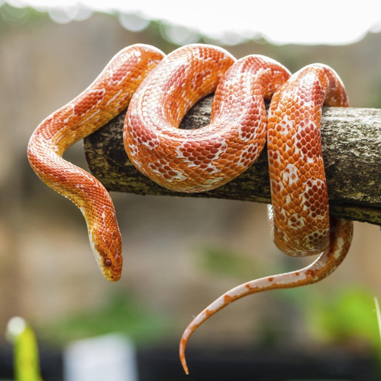 best types of snakes for pets