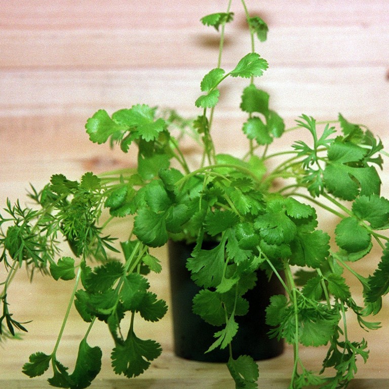 Why some diners loathe coriander and others love the herb South China