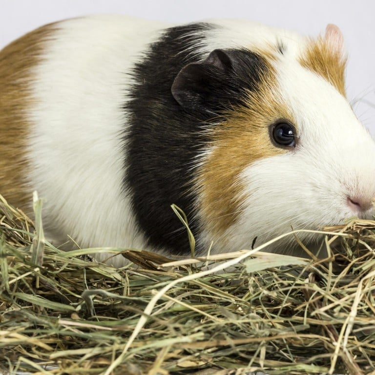 Fascinating Facts About Cats Rabbits And Guinea Pigs South
