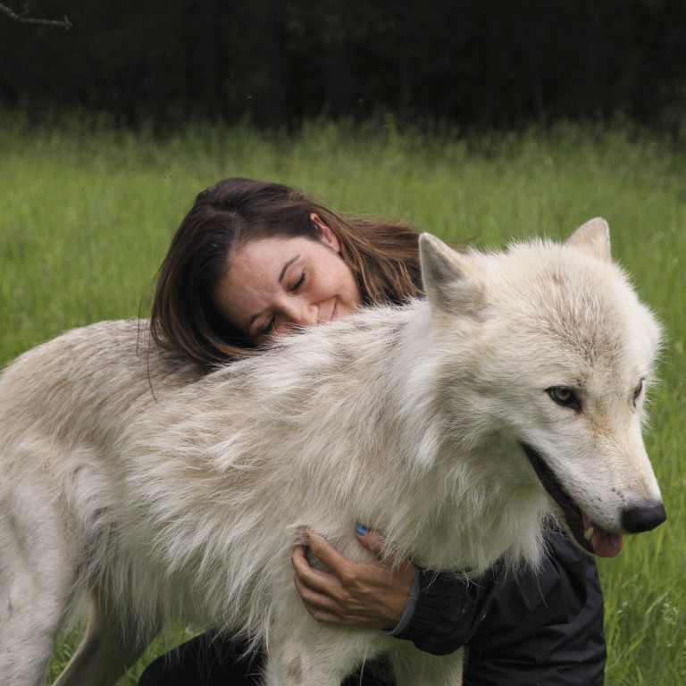 Adventure travel: petting wolves at Quebec's Parc Mahikan | South China ...