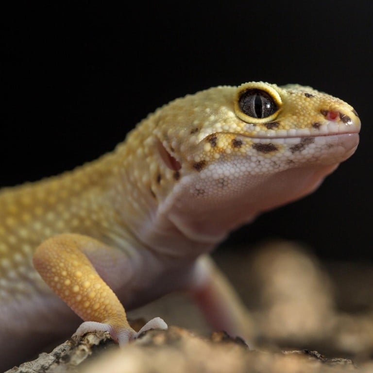 reptile buying sites