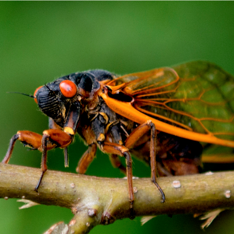 predators of cicadas