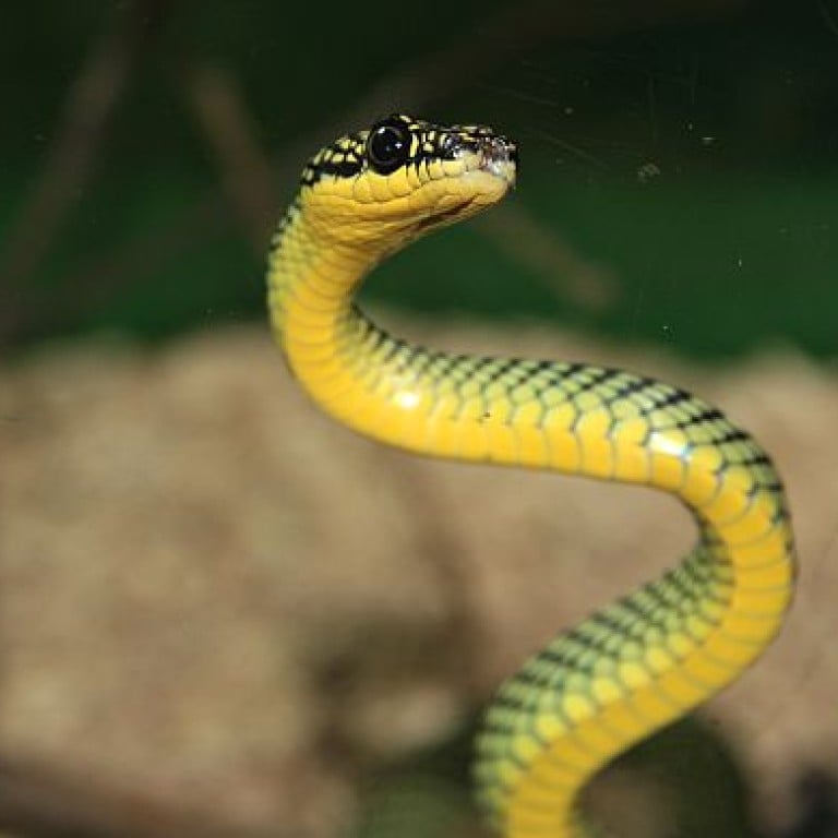 a-spotter-s-guide-to-hong-kong-s-five-most-common-snakes-south-china