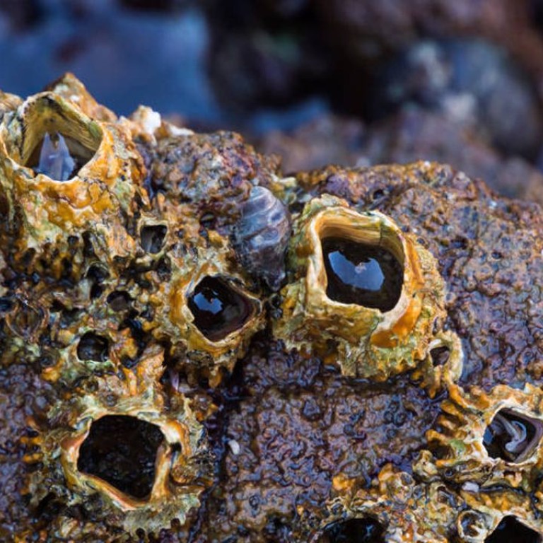 Chinese Scientists Discover New Family Of Barnacles During Expedition To Okinawa South China Morning Post
