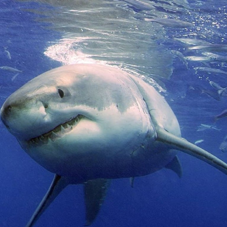 Great white shark dies after three days in Japanese aquarium | South