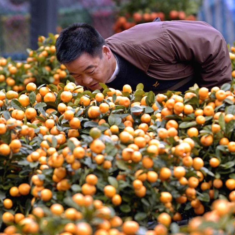 Don T Throw Out Your New Year Tangerine Trees Says Hong Kong Green Group South China Morning Post