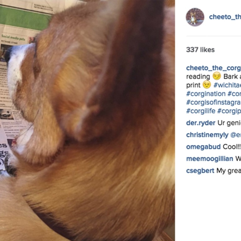 www dogs and cats online