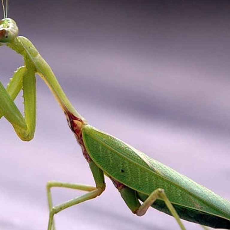 Alienoptera Scientists Find Bizarre Hybrid Of Praying Mantis And Cockroach In 99 Million Year Old Amber From Myanmar South China Morning Post