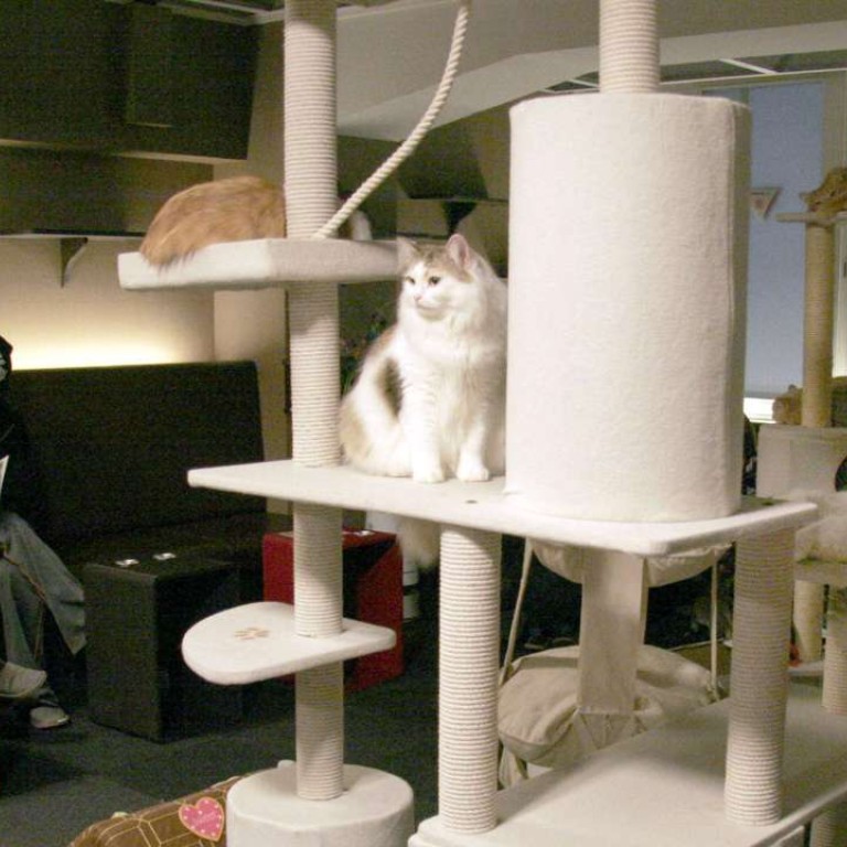 Japan S Cat Cafes Allowed To Stay Open Until 10pm South China