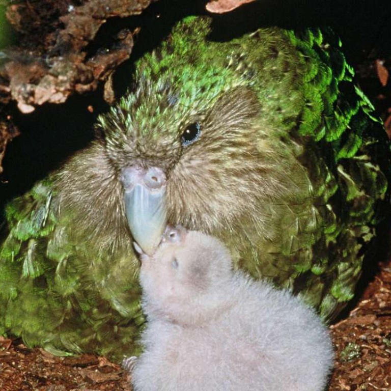 New Zealand’s rare kakapo parrot fighting back from brink of extinction
