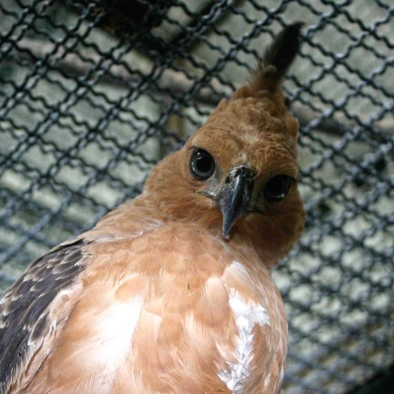 Pet trade is driving Indonesian rare birds dangerously ...