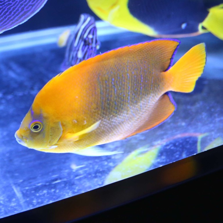 Most expensive home aquarium fish