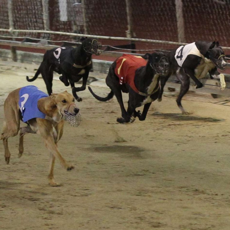 That's cruel: Greyhound banned in Australian state of New South Wales from July | South China Morning Post