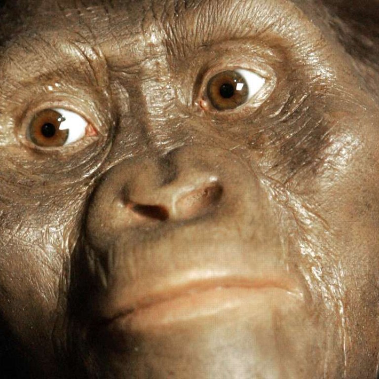 Did Famous Human Ancestor Lucy Die Because She Fell Out Of A Tree ...